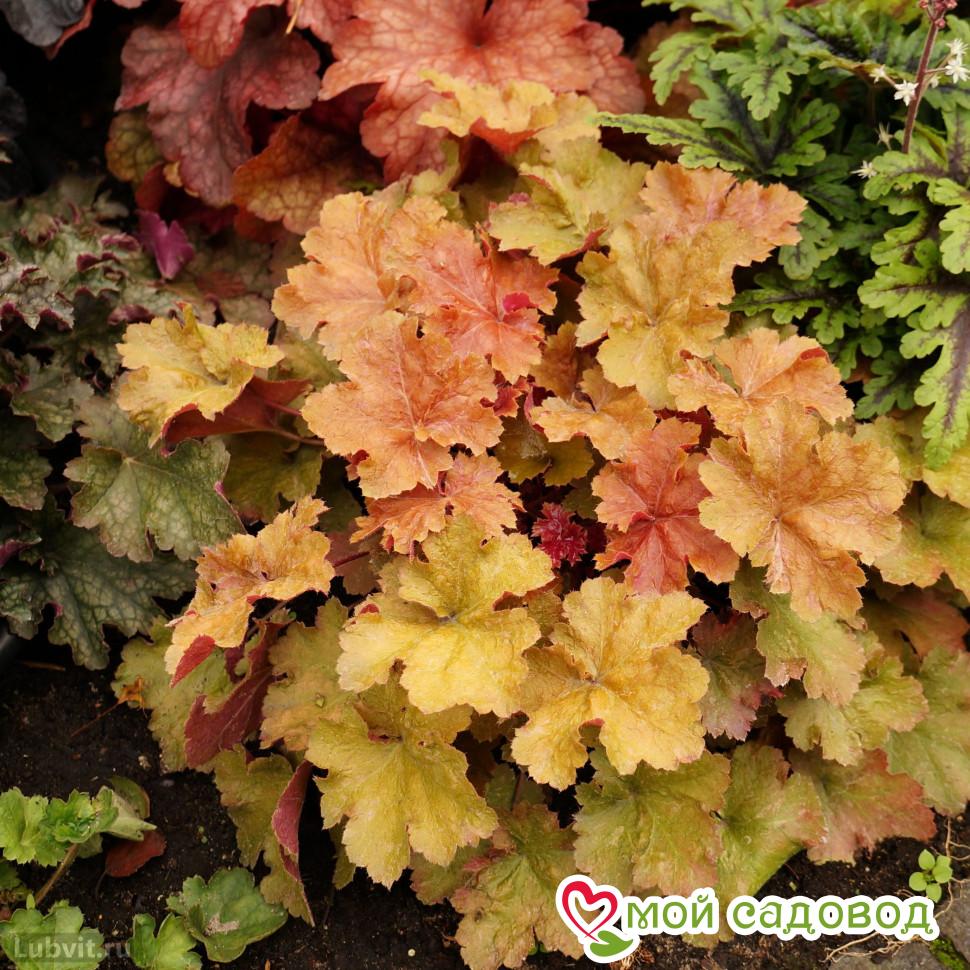 Гейхера Криста