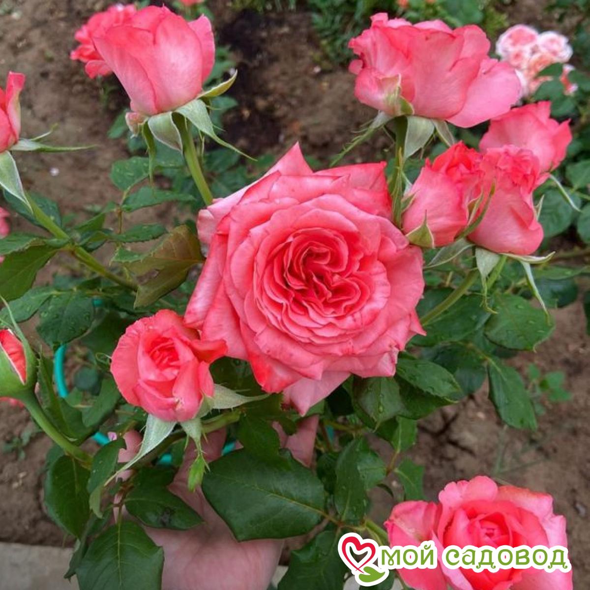 Роза Артур Рембо чайно-гибридная